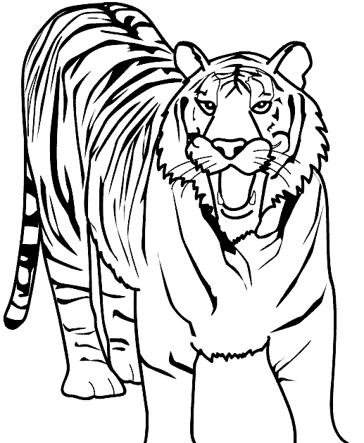 Lion And Tiger Colouring Pages  Richard McNary's Coloring Pages