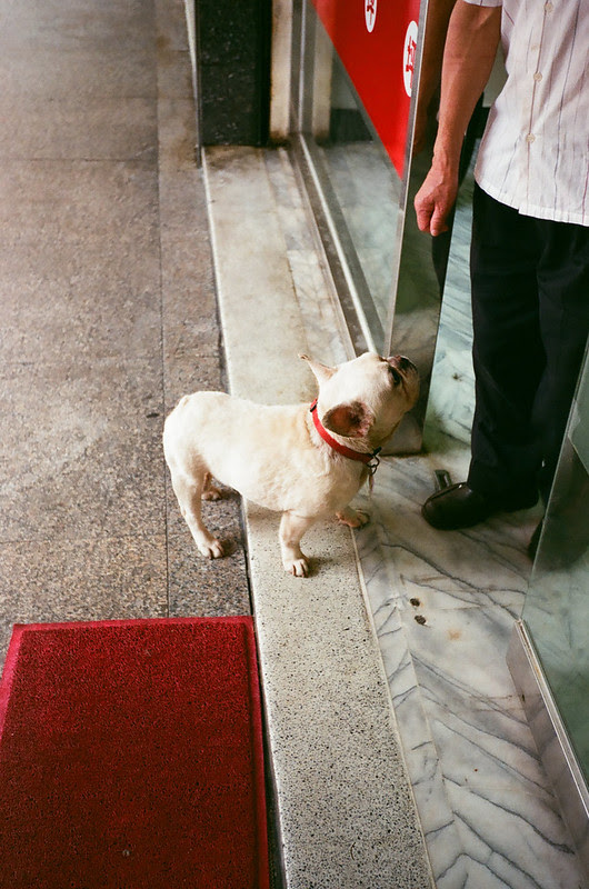 French Bulldog in Taipei
