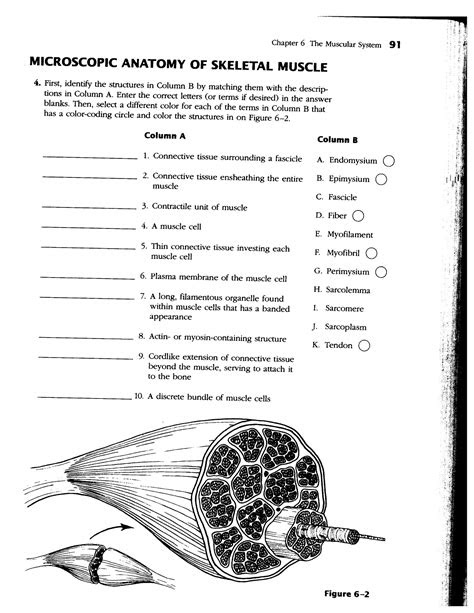 Reading Pdf Anatomy And Physiology Revealed Workbook Answers Get Now 