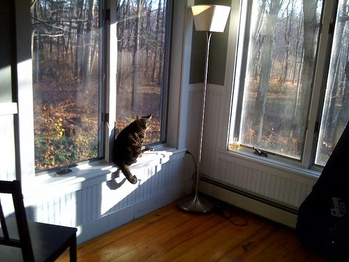 goodmorning cat