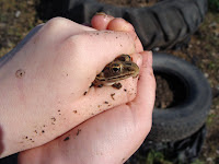 Captured frog