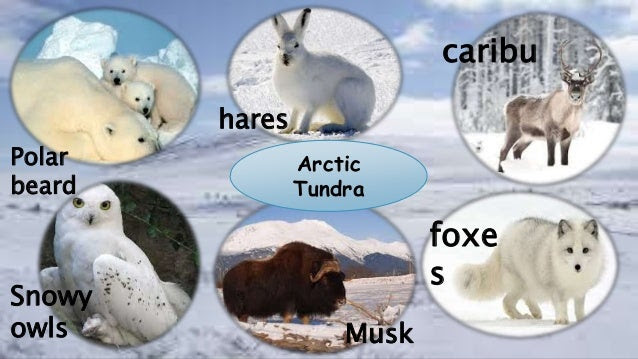 Alpine Tundra Animals