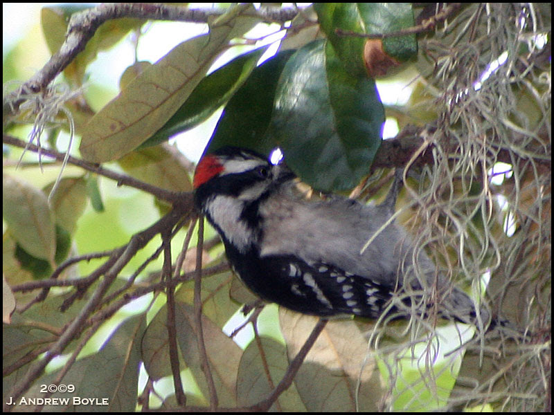 Downy Woodpecker
