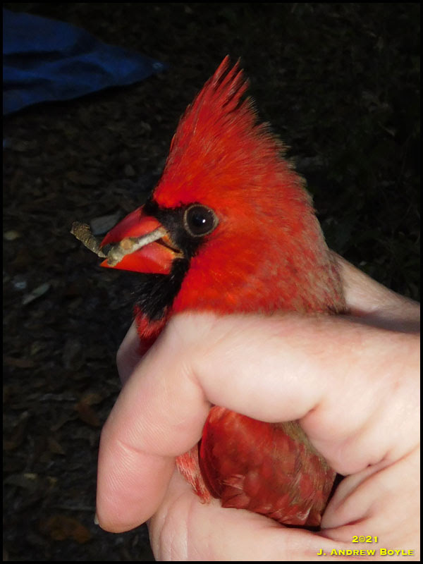 Northern Cardinal Northern Cardinal