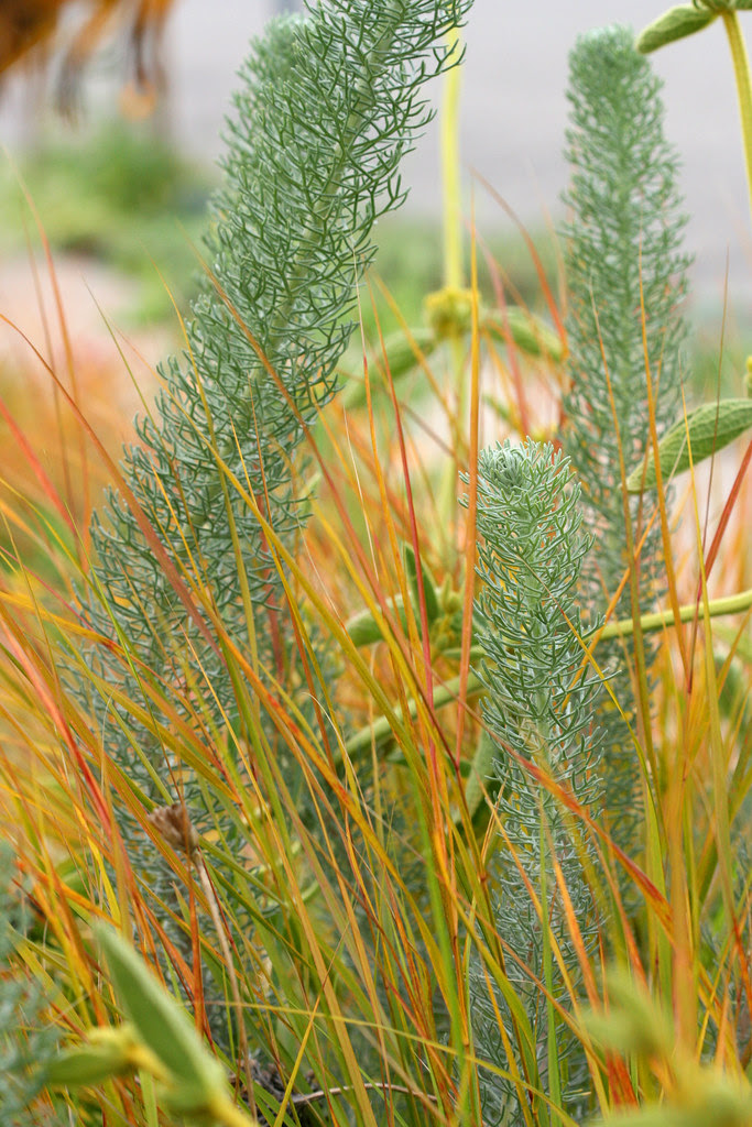 firey stipa