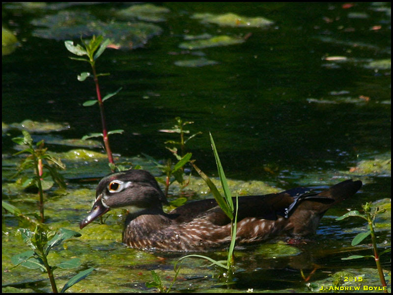 Wood Duck Wood Duck