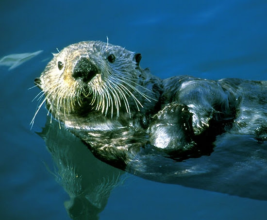 12+ Animals And Plants In The Pacific Ocean Updated - Animal World