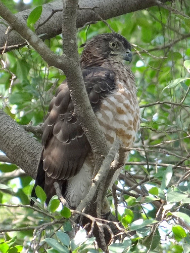 鳳頭蒼鷹/無限台南