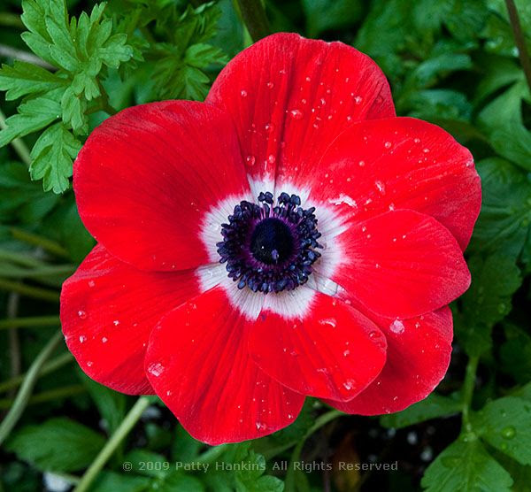 anemone_coronaria_poppy_anemone_red_1013 anemone_coronaria_poppy_anemone_red_1013