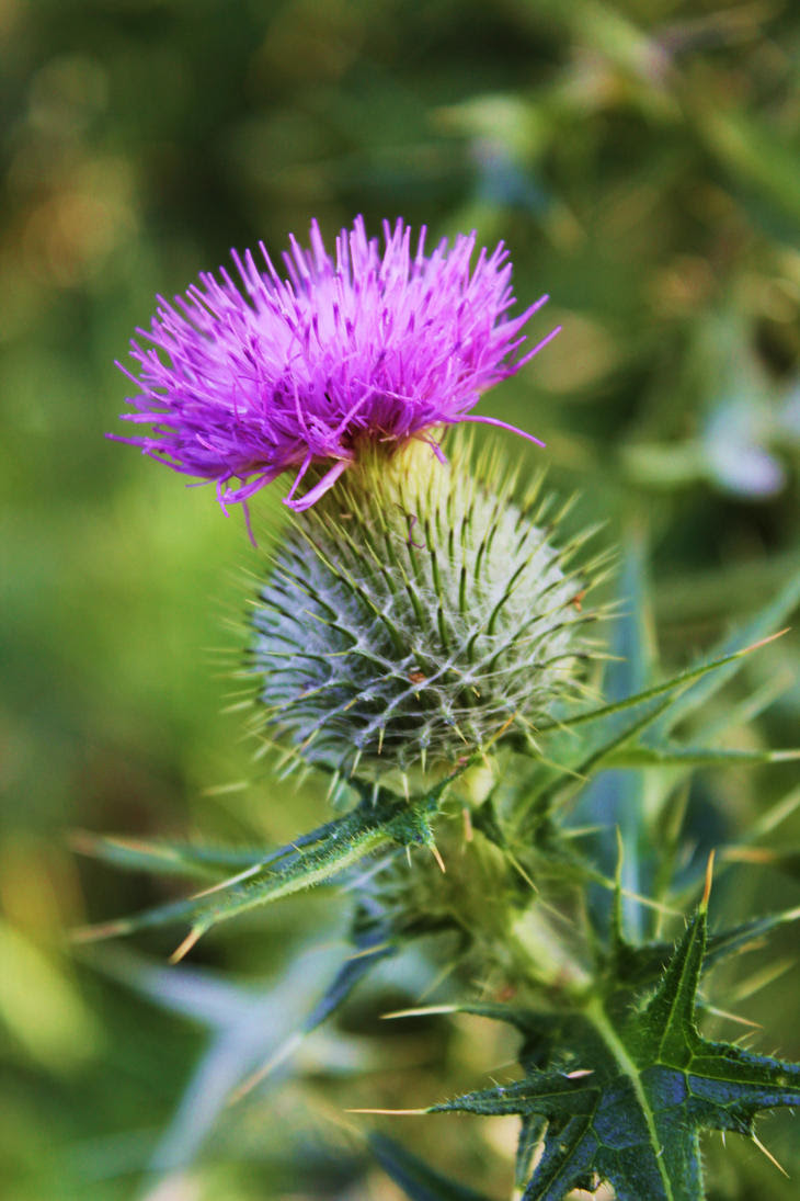 Flower Of Scotland : Thistle - National Flower of Scotland | Scotland ...