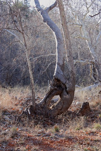 Sycamore Hole