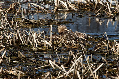 Floundering Hawk