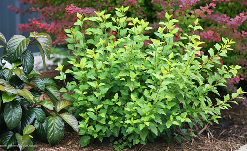 Hedge plants california Idea