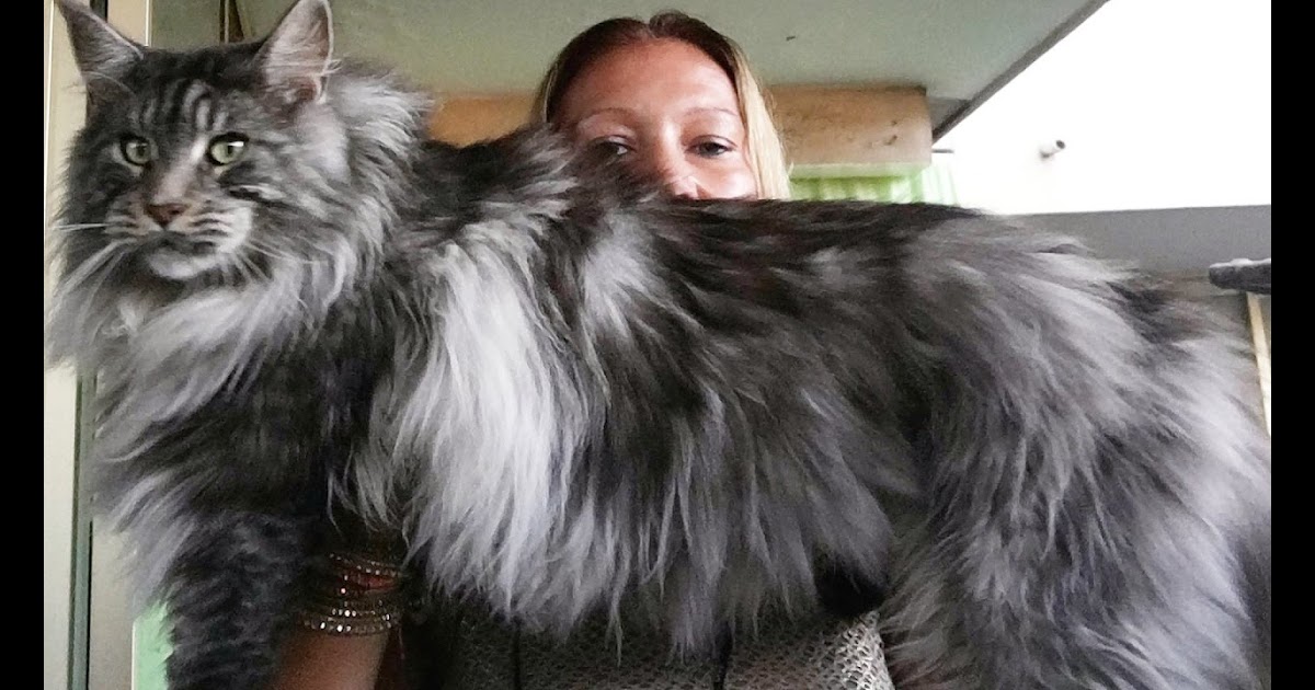37+ Maine Coon Price In India - Furry Kittens