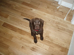 Hudson