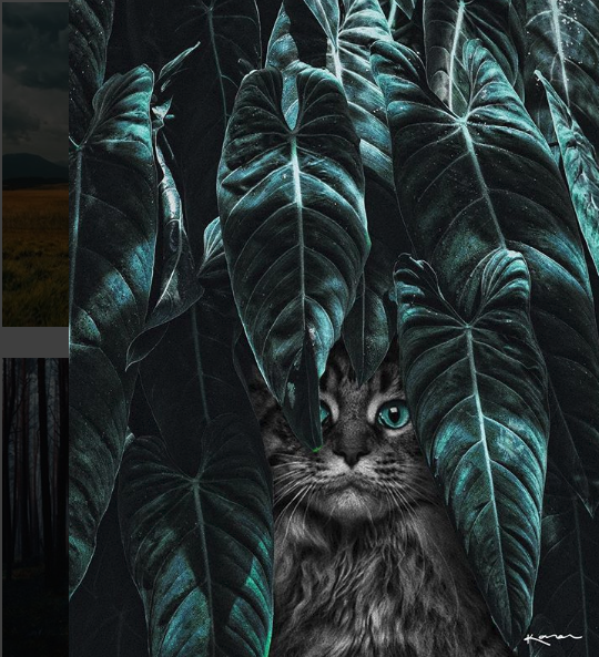 39 Baby Katzen Bilder Hintergrund