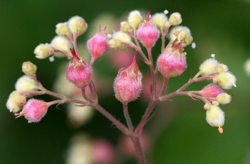 Heuchera maxima up close and personal
