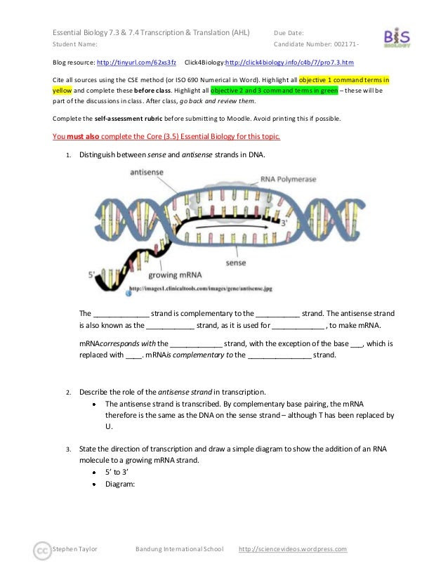 Transcription And Translation Practice Worksheet Biology