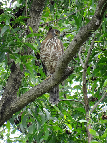 鳳頭蒼鷹/無限台南