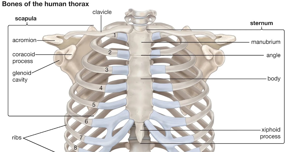 True Ribs Structure And Function