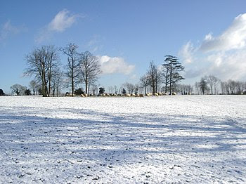 English: Sheep in snow-covered parkland, near ...