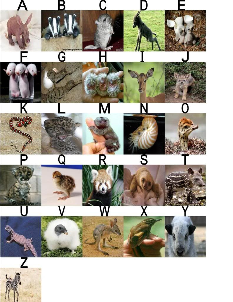 hewan-kawin2016: A - Z Animals Images
