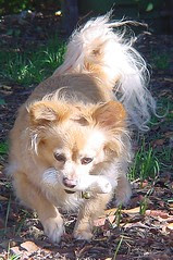 Rusty and His Bone