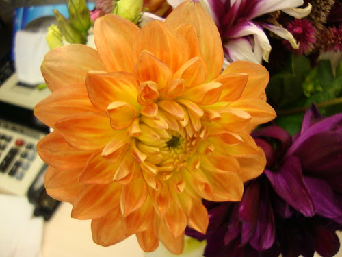 my favorite flower from this week's princeton farmer's market bouquet