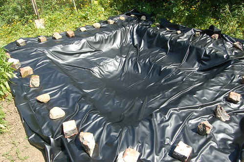 pond June 11 4