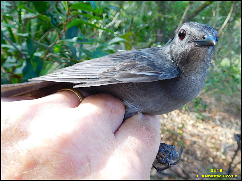Gray Catbird Gray Catbird