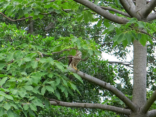 鳳頭蒼鷹/無限台南