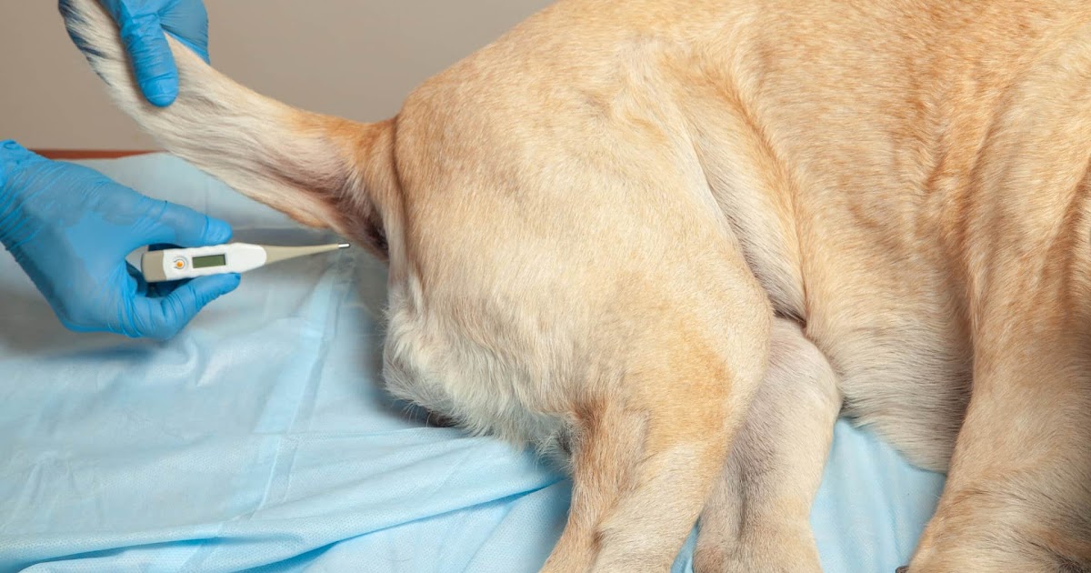 Woran Erkennt Man Fieber Beim Hund anisa tusas