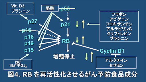 京都府立医科大学 創薬センター 京都府立医科大学大学院医学研究科創薬医学 | 癌の「遺伝子調節化学予防」と「遺伝子調節化学療法」