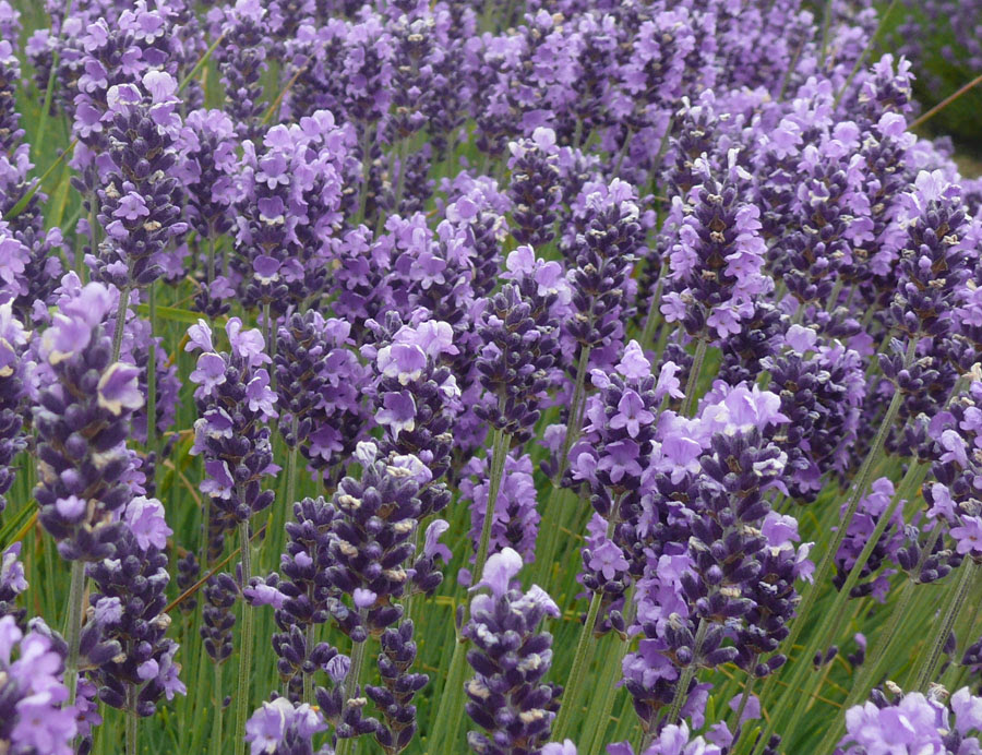 26 Images Culinary Lavender Plants