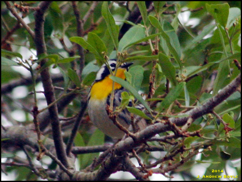 Yellow-throated Warbler Yellow-throated Warbler