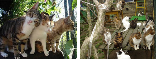 Cats