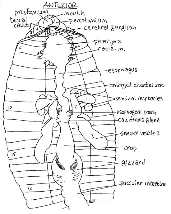 Earthworm Lumbricus Cross Section Earthworms Biology