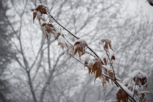 firstsnow