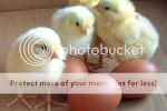 Chicken litte