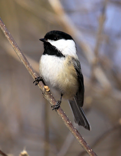 Black-capped Chickadee