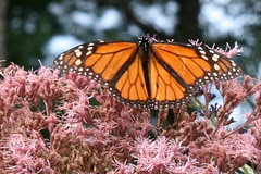 monarch on Joe Pye Weed
