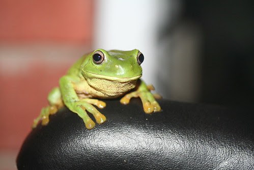 Litoria caerulea