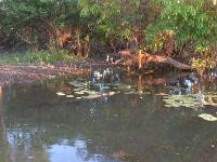 Free Image Hosting at www.ImageShack.us
