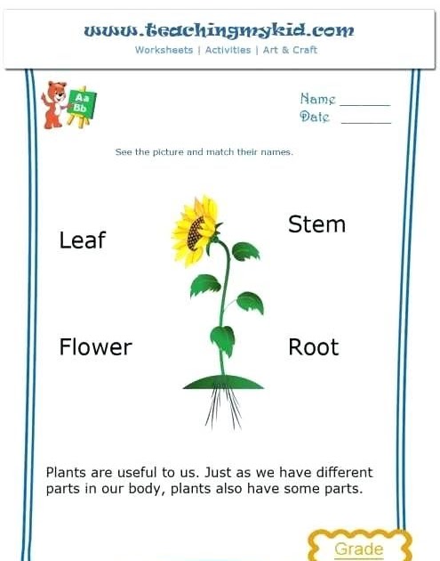 Free Printable Plant Worksheets - Blog Wise