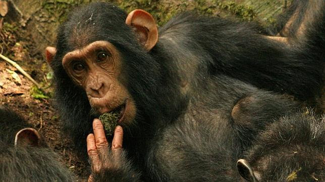 Observan por primera vez cómo los chimpancés crean «cultura» Observan por primera vez cómo los chimpancés crean «cultura»