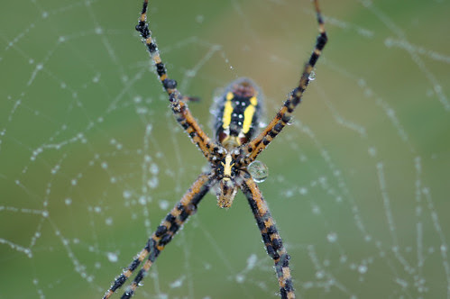 Wetland Spider Dew Web