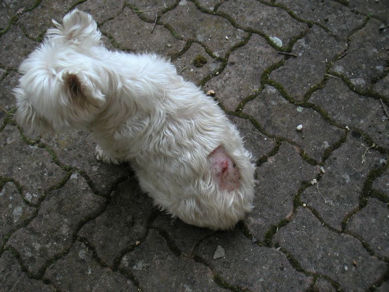 Mon Chien A Une Boule Sur Le Dos Chien Nouvelles