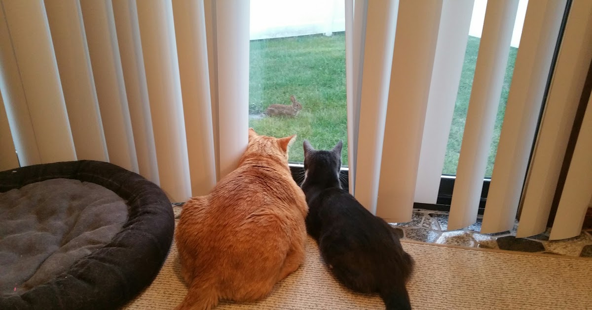 TopRedditPosts: Netflix for Cats