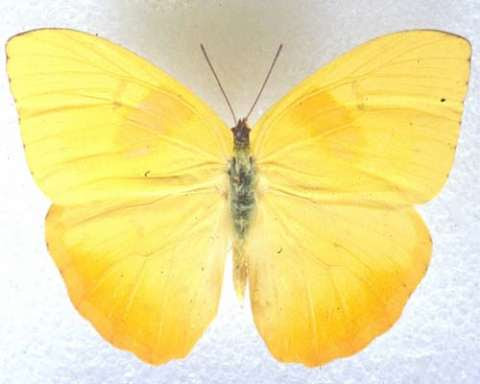 Orange-Barred Sulphur