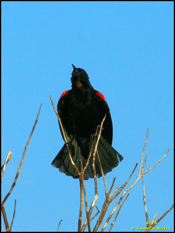 Red-winged Blackbird Red-winged Blackbird